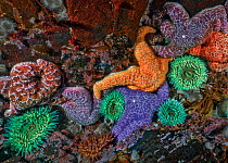 Purple and Ochre sea stars (Pisaster ochraceus) and Green surf Anemones (Anthopleura xanthogrammica). Browning Pass, Queen Charlotte Strait, British Columbia, Canada. September.