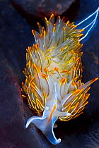 Opalescent nudibranch (Hermissenda crassicornis) preys upon stinging hydroids. Browning Pass, Queen Charlotte Strait, British Columbia, Canada. September.