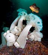 Giant plumose anemones (Metridium farcimen) are among the tallest sea anemones in the world, with female Kelp greenling (Hexagrammos decagrammus), North Wall, Browning Pass, British Columbia, Canada....