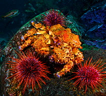 Puget sound king crab (Lopholithodes mandtii) and Red sea urchins (Strongylocentrotus franciscanus), Deserter Group, Queen Charlotte Strait, British Columbia, Canada. September.