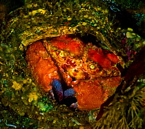 Pygmy rock crab (Cancer oregonensis) in the empty shell of a Giant Acorn Barnacle (Balanus nubilus). Browning Pass, Queen Charlotte Strait, British Columbia, Canada. September.