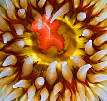 Rose anemone (Urticina piscivora) close up of mouth and oral disc, Browning Pass, Queen Charlotte Strait, British Columbia, Canada. September.