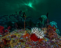 Rose anemone (Urticina piscivora), also seen: orange ascidians, bryozoans, coralline algae, plumose anemones and sun peeking through a kelp canopy on the surface. Wreck of the Themis, Croker Rock, Que...