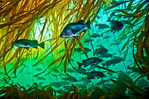 Schooling rockfishes (Sebastes spp.) with Bull kelp (Nereocystis luetkeana). Different species of rockfish often swim together in mixed schools, as here. Hunt Rock, Queen Charlotte Strait, British Col...