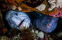 Wolf-eels (Anarrhichthys ocellatus) pair (male is on the left) in rocky den at the base of a wall. The pile of broken shells at the entrance is consistent with the wolf-eel&#39;s diet, which includes...