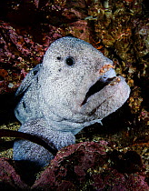 Wolf eel (Anarrhichthys ocellatus) Croker Rock, Queen Charlotte Strait, British Columbia, Canada. September.