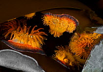Proliferating anemones (Epiactis prolifera) and Kelp lace bryozoans (Membranipora serrilamella) on Bull kelp (Nereocystis luetkeana), Browning Pass, Queen Charlotte Strait, British Columbia, Canada. S...