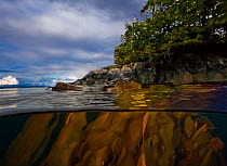 Bull kelp (Nereocystis luetkeana) above and below sea surface, Queen Charlotte Strait, British Columbia, Canada. September