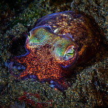 Stubby Squid (Rossia pacifica) Hussar Bay, Queen Charlotte Strait, British Columbia, Canada. September