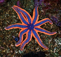 Striped sunstar (Solaster stimpsoni) While this individual has nine arms, ten is more usual for this species. Queen Charlotte Strait, British Columbia, Canada. September, 2010.