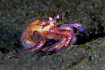 Hermit crab (Labidochirus splendescens) Slingsby Channel, Queen Charlotte Strait, British Columbia, Canada. September