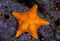 Spiny red star (Hippasteria spinosa) Browning Pass, Queen Charlotte Strait, British Columbia, Canada. October.