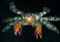 Spiny lithode crab (Acantholithodes hispidus) Queen Charlotte Strait, British Columbia, Canada. October.