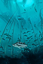 Mixed aggregation of rockfishes (Sebastes spp.) with Bull kelp (Nereocystis luetkeana), Hunt Rock, Queen Charlotte Strait, British Columbia, Canada.