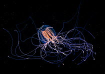 Red-eye medusa (Polyorchis penicillatus), Nigei Island, Queen Charlotte Strait, British Columbia, Canada. September.