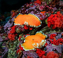 Orange peel nudibranchs (Tochuina tetraquetra) feeding on Red soft coral (Gersemia rubiformis) which have retracted their polyps in defense, North Hanson Island, Johnstone Strait, British Columbia, Ca...