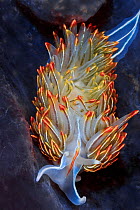 Opalescent nudibranch (Hermissenda crassicornis) which preys upon stinging hydroids. It retains its prey&#39;s stinging cells (cnidocytes) which are transported to the colorful cerrata on nudibranch&#...