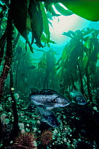 Old growth kelp (Pterygophora californica), urchins and Black rockfish (Sebastes melanops); Hunt Rock, Queen Charlotte Strait, British Columbia, Canada. September.