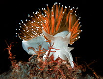 Red-gilled aeolid nudibranch (Flabellina triophina) moving among Skeleton shrimp (Caprella sp.) The nudibranch does not prey upon amphipods; it eats stinging hydroids. Gambier Bay, Admiralty Island, A...