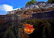Split level of a Lion&#39;s mane Jellyfish (Cyanea capillata) and Feather-boa kelp (Egregia menziesii), Seven-tree Island, Browning Pass, Queen Charlotte Strait, British Columbia, Canada. September.