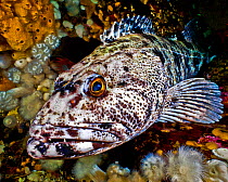 Lingcod (Ophiodon elongatus) portrait, Hunt Rock, Queen Charlotte Strait, British Columbia, Canada. September.