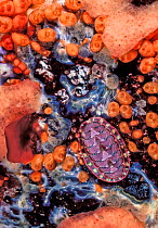 Lined chiton (Tonicella lineata) with Orange Social Tunicates (Metandrocarpa taylori) and pale orange-yellow California sea pork (Aplidium californicum), Browning Pass, Queen Charlotte Strait, British...