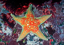 Leather star (Dermasterias imbricata), Browning Pass, Queen Charlotte Strait, British Columbia, Canada. April.
