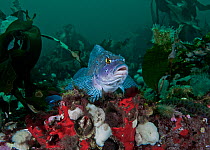 Kelp greenling (Hexagrammos decagrammus) male guarding at least three clusters of dark brown eggs, located just below where he is perched. Browning Pass, Queen Charlotte Strait, British Columbia, Cana...