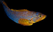 Kelp greenling (Hexagrammos decagrammus) male guarding at least three clusters of dark brown eggs, located just below where he is perched. Browning Pass, Queen Charlotte Strait, British Columbia, Cana...
