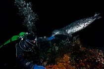 Diver extending his hand towards a Harbor seal (Phoca vitulina) which touched the diver&#39;s glove with its chin, Croker Rock, Queen Charlotte Strait, British Columbia, Canada. September. No model re...