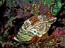 Grunt sculpin (Rhamphocottus richardsonii) using its pectoral fins to walk rather than swim. Its camouflage coloration resembles broken shells, among which it is often found. It sometimes resides in t...