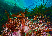 Gooseneck barnacles (Pollicipes Polymerus) amongst kelp, Nakwakto Rapids, Slingsby Channel, British Columbia, Canada. September.