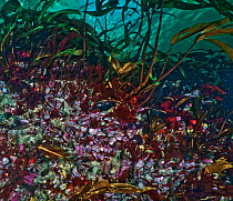 Subtidal organisms found in the extreme tidal current that occur at Nakwakto Rapids, including Gooseneck barnacles (Pollicipes polymerus), mussels, kelp, red algae, coralline algae and calcareus tubew...