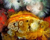 A Giant rock scallop (Crassadoma gigantea) encrusted with and surrounded by several other invertebrates, including White anemones (Metridium sp.), White mushroom ascidians (Distaplia sp.), Red soft co...