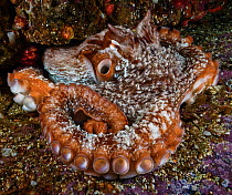 Giant Pacific octopus (Enteroctopus dofleini) emerging from its den, siphon open, Browning Pass, Queen Charlotte Strait, British Columbia, Canada. September.