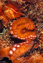 Giant Pacific octopus (Enteroctopus dofleini) close up of eye and arm curled, Vernon Rock, Queen Charlotte Strait, British Columbia, Canada. September.