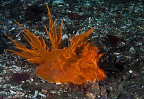 Giant dendronotid nudibranch (Dendronotus iris, left) latching on to its prey, a Tube-dwelling anemone (Pachycerianthus fimbriatus, right) which has withdrawn into its buried tube, pulling the nudibra...
