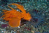 Giant dendronotid nudibranch (Dendronotus iris, left) lunging at its prey, a Tube-dwelling anemone (Pachycerianthus fimbriatus, right) which emerges from its tube at night, Staples Island, Queen Charl...