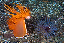 Giant dendronotid nudibranch (Dendronotus iris, left) rearing up, preparing to pounce on its prey, a Tube-dwelling anemone (Pachycerianthus fimbriatus, right) which emerges from its tube at night, Sta...