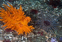 Giant dendronotid nudibranch (Dendronotus iris, left) approaching its prey, a Tube-dwelling anemone (Pachycerianthus fimbriatus, right) which emerges from its tube at night, Staples Island, Queen Char...