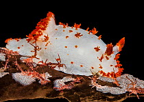Clown nudibranch (Triopha catalinae) grazing on Lace bryozoans (Membranipora serrilamella) surrounded by several caprellid amphipods, also known as &#39;skeleton shrimps&#39; (Caprella sp.); Gambier B...