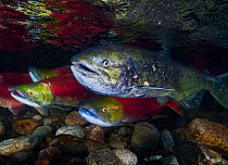 Sockeye Salmon (Oncorhynchus nerka) and Chinook Salmon (Oncorhynchus tshawytsha) (right) during the salmon run; Adams River, British Columbia, Canada. October.