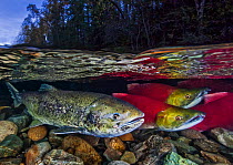 Split level of Sockeye Salmon (Oncorhynchus nerka) and Chinook Salmon (Oncorhynchus tshawytscha) during the salmon run; Adams River, British Columbia, Canada. October.