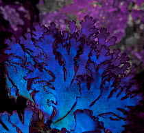 The blue-purple iridescence of this algal seaweed (Fauchea laciniata) is the result of light reflecting off of gland cells embedded in its surface layer. Barkley Sound, Vancouver Island, British Colum...