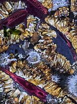 Acorn barnacles (Semibalanus cariosus) and (Balanus glandula), Mussels (Mytilus sp.), and Plumose anemones (Metridium senile) underwater at high tide, Seven Tree Island, Browning Pass, Queen Charlotte...