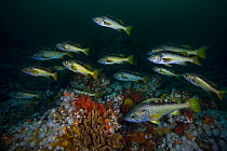 Schooling yellowtail rockfish (Sebastes flavidus) with white plumose anemones, red soft coral, brown finger sponges, and an orange bloodstar. This fish often schools with other rockfish species. Hunt...