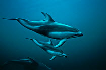 Pacific White-sided dolphins (Lagenorhynchus obliquidens) underwater, Queen Charlotte Strait, British Columbia, Canada. September.