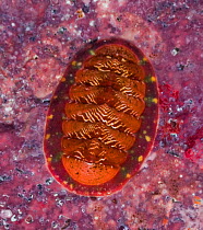 White-lined chiton (Tonicella insignis), Staples Island, Queen Charlotte Strait, British Columbia, Canada. October.