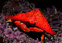 Umbrella Crab (Crytptolithodes sitchensis) portrait, Queen Charlotte Strait, British Columbia, Canada. September.