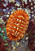Chiton (Tripoplax trifida), Long Bay, Jedediah Island, British Columbia, Canada. February. Chitons are molluscs - their shells consist of a series of 8 overlapping plates.